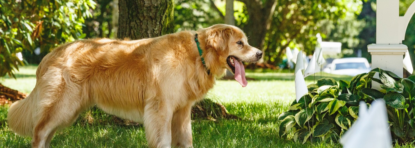 DogWatch of Chillicothe, Frankfort, Ohio | Outdoor Hidden Dog Fences Slider Image